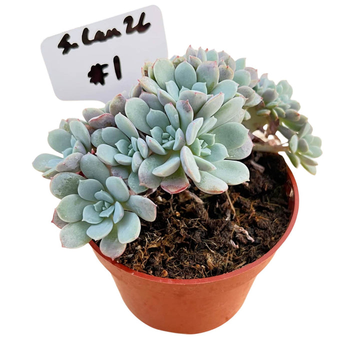 Crested Echeveria Sbucorymbosa Lau 026 No.1