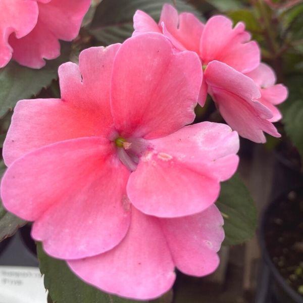 one pink sunpatiens close up pink flower