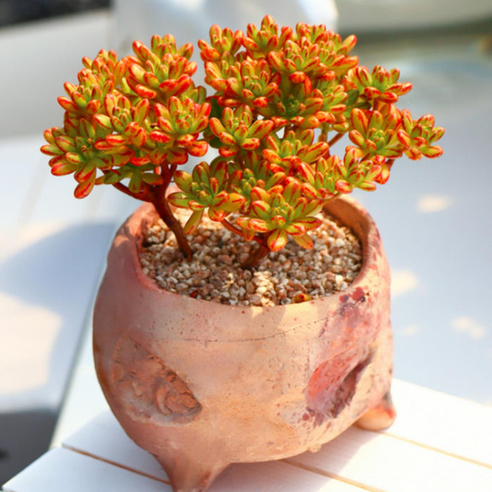 Aeonium Sedifolium/ Dwarf Aeonium (4 inch)