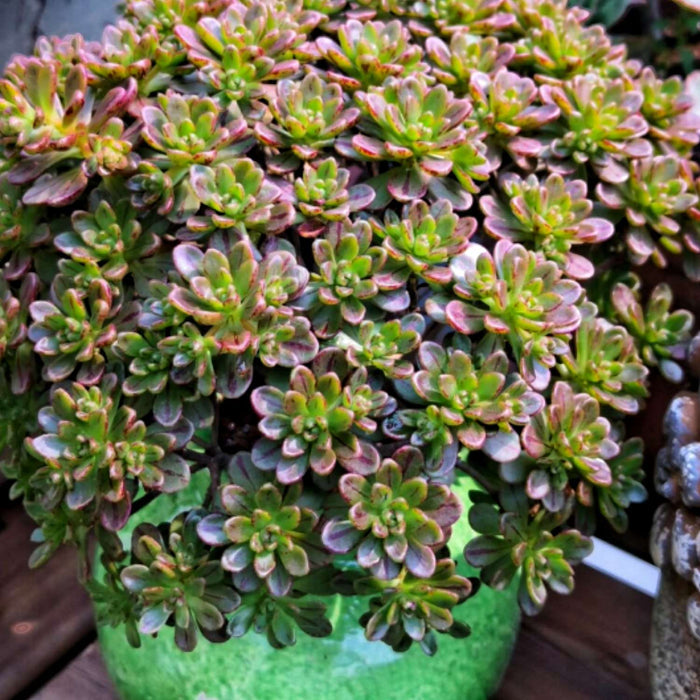 Aeonium Sedifolium/ Dwarf Aeonium (4 inch)