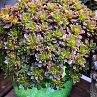 Aeonium Sedifolium/ Dwarf Aeonium (4 inch)