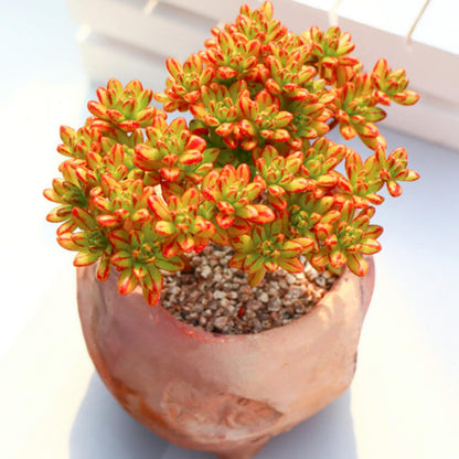 Aeonium Sedifolium/ Dwarf Aeonium (4 inch)