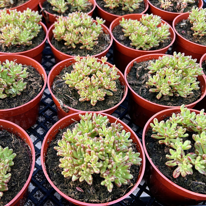 Aeonium Sedifolium/ Dwarf Aeonium (4 inch)