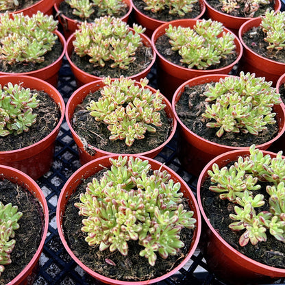 Aeonium Sedifolium/ Dwarf Aeonium (4 inch)