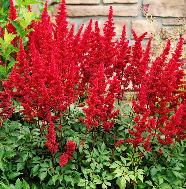 Fanal Astilbe red plumes above fern-like green foliage