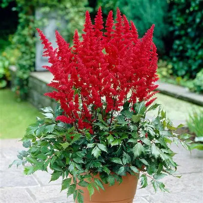 Astilbe Fanal growing in a shaded container with moist soil