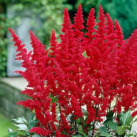 Red Astilbe flowers planted with hostas and ferns in a shade garden