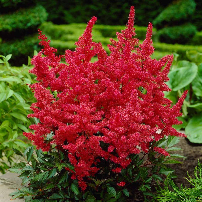 Red Astilbe flowers planted with hostas and ferns in a shade garden