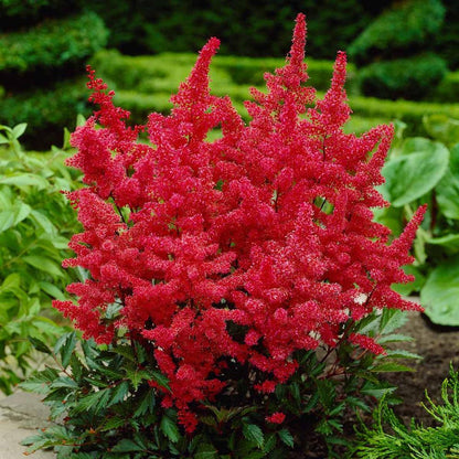 Red Astilbe flowers planted with hostas and ferns in a shade garden