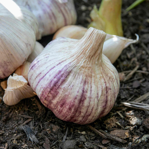 Garlic Bulbs 'Rhapsody Wight'