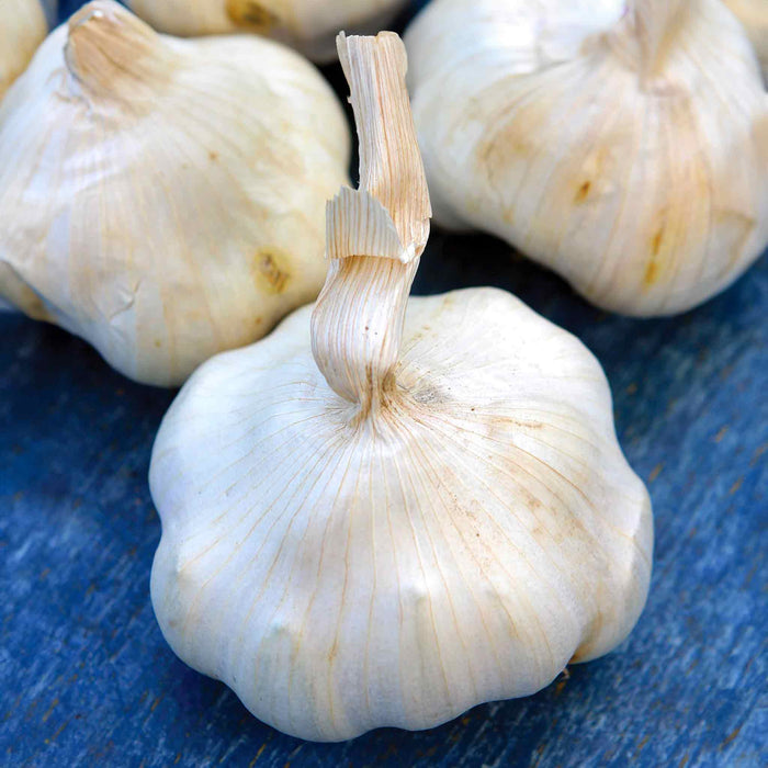 A photograph showing several bulbs of 'Provence Wight' garlic with their cloves facing upwards.