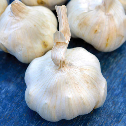 A photograph showing several bulbs of 'Provence Wight' garlic with their cloves facing upwards.