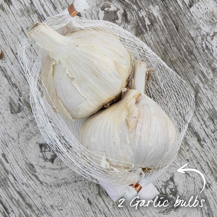 Garlic Bulbs 'Rhapsody Wight'