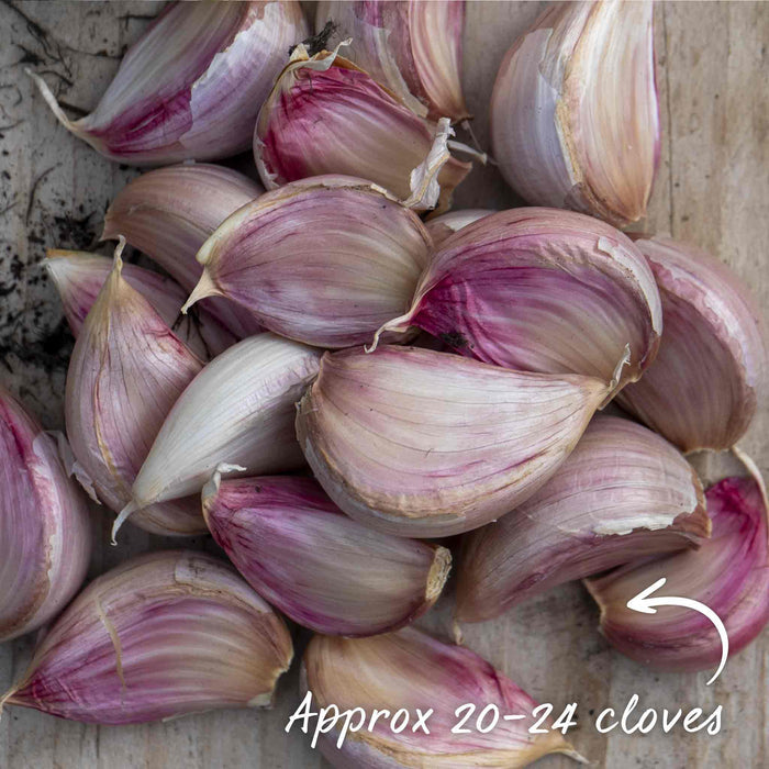 Autumn Planting Garlic Long Store Duo