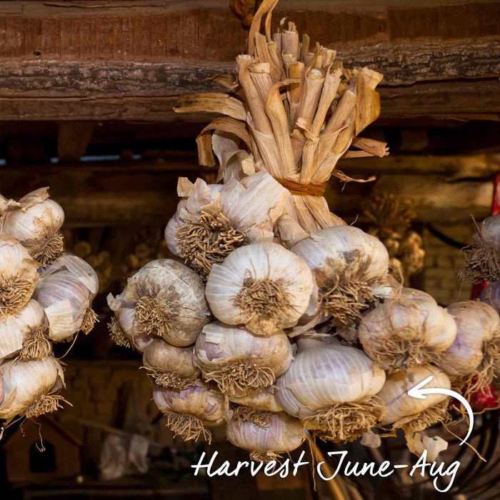 Autumn Planting Garlic Long Store Duo