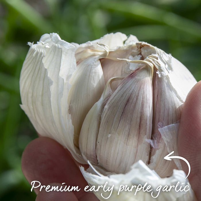 Garlic Bulbs 'Rhapsody Wight'