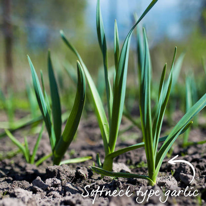Garlic Bulbs 'Rhapsody Wight'