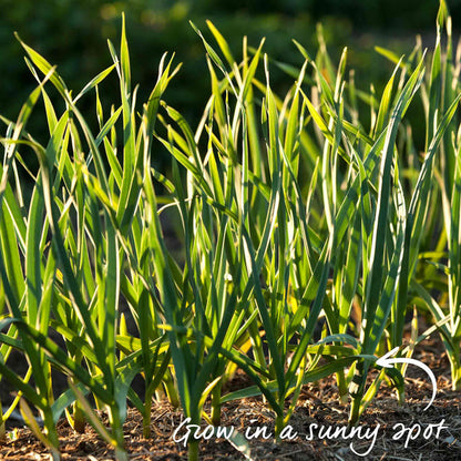 Garlic Bulbs 'Rhapsody Wight'