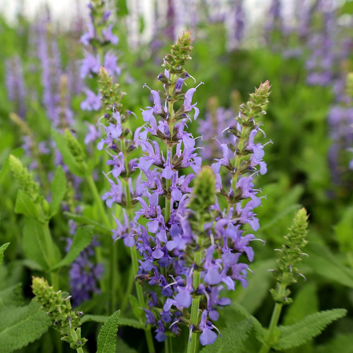 Salvia nemorosa Blue Hill blooming with lavender-blue flowers in a sunny border