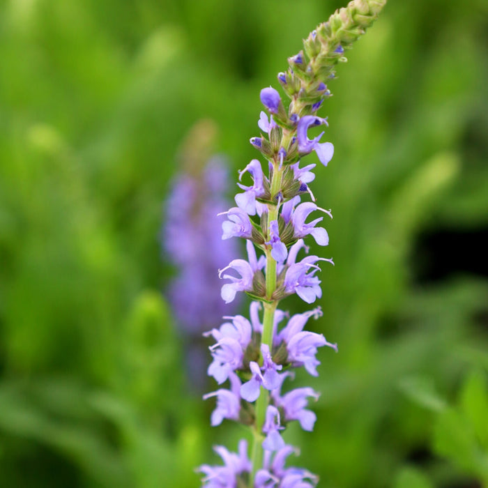 Blue Hill Salvia mass planting with blue flower spikes and green foliage