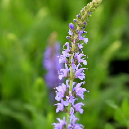 Blue Hill Salvia mass planting with blue flower spikes and green foliage