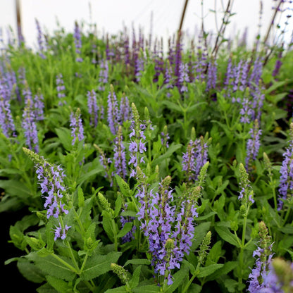 Pollinator-friendly Blue Hill Salvia attracting bees and butterflies in full sun