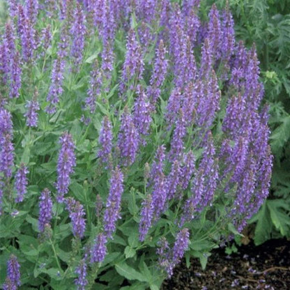 Blue Hill Meadow Sage planted as deer resistant color along a walkway