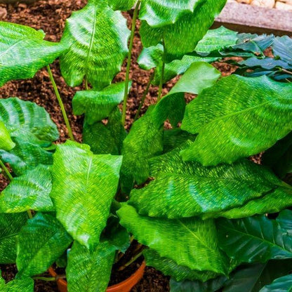 Calathea musaica plant in a pot surrounded by soil