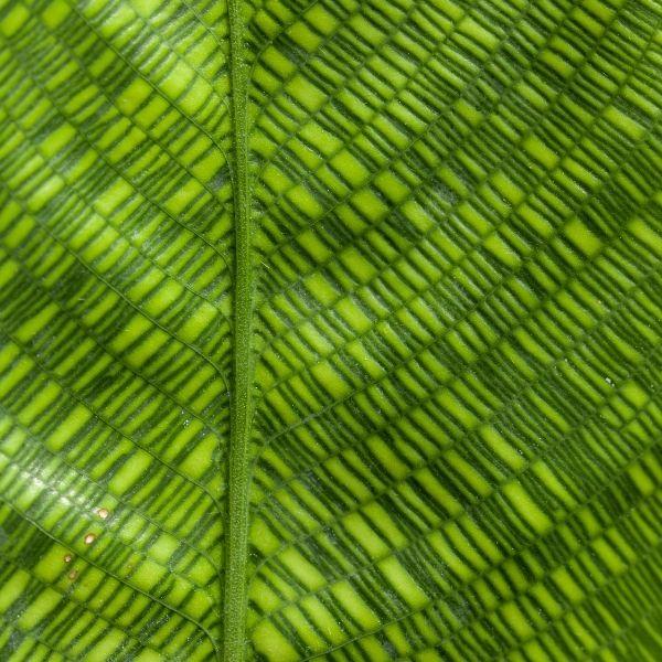 close up of one leave of calathea musaica plant