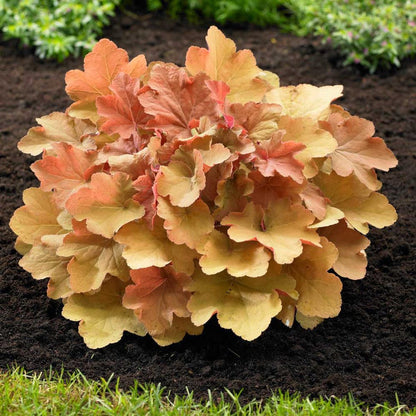 Caramel Heuchera showing amber-apricot coral bells foliage in a shaded garden