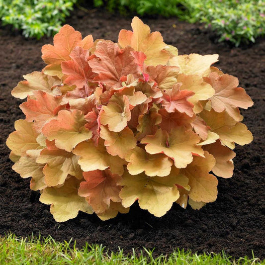 Caramel Heuchera showing amber-apricot coral bells foliage in a shaded garden