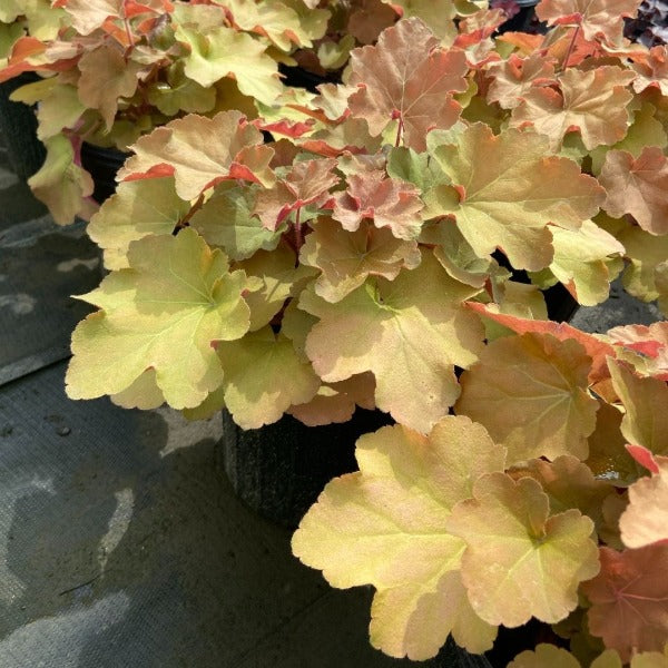 Caramel Heuchera in a 1-Gallon Pot