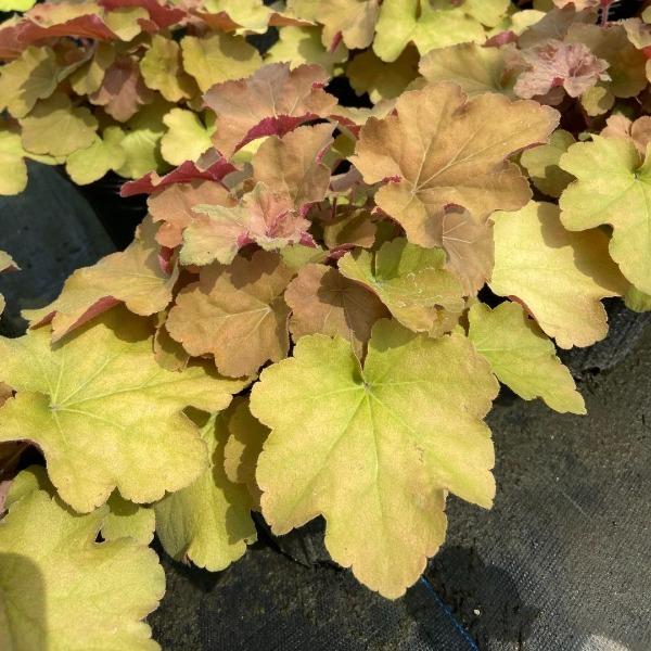 Caramel Heuchera in a container with warm foliage for shaded patios and porches