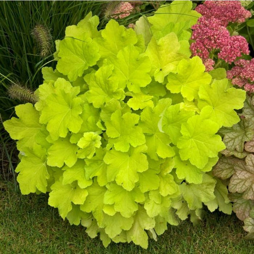 Citronelle Heuchera with bright chartreuse yellow leaves in a shaded garden bed