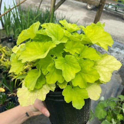 Citronelle Heuchera in a 1-Gallon Pot