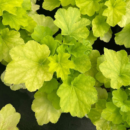 Heuchera Citronelle with lime green scalloped foliage