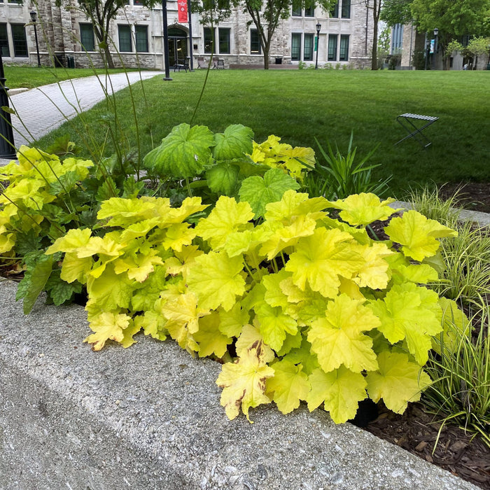 Deer resistant Citronelle Coral Bells used as bright edging along a shaded pathway