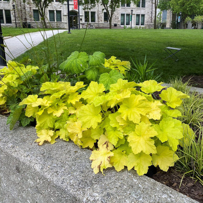 Deer resistant Citronelle Coral Bells used as bright edging along a shaded pathway