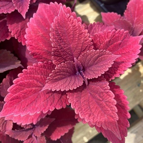 close up of purple coleus annual with deep burgundy foliage