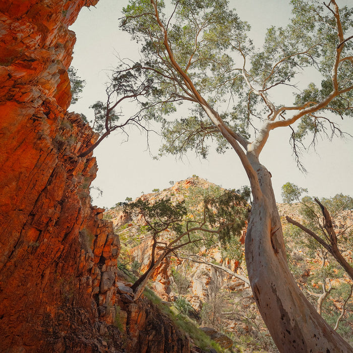 Photography  | Cooinda | Nick Psomiadis