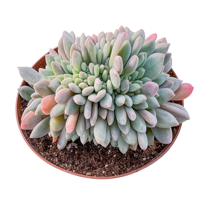 Crested Echeveria Ariel (6 inch)(Limited)