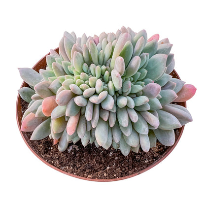 Crested Echeveria Ariel (6 inch)(Limited)