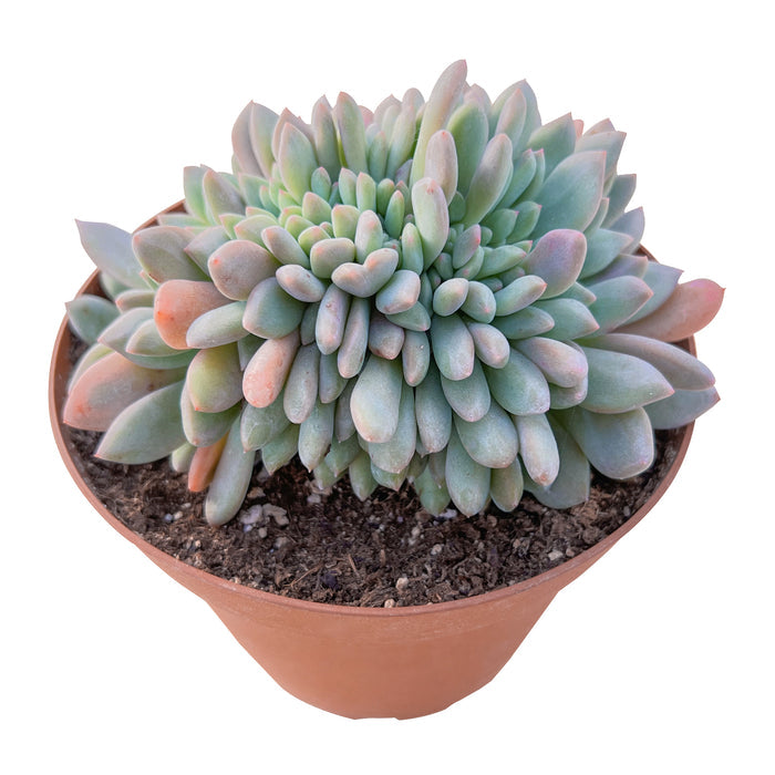 Crested Echeveria Ariel (6 inch)(Limited)