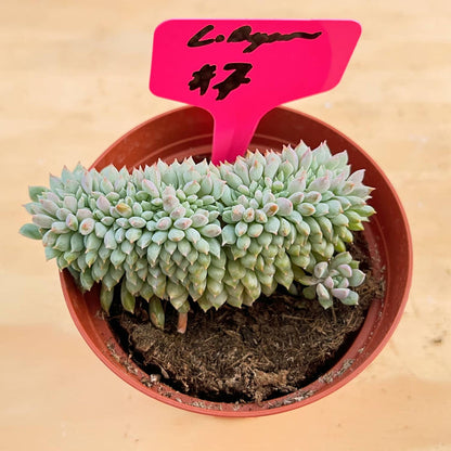 Crested Echeveria 'Chrissy N ryan' (4 inch)