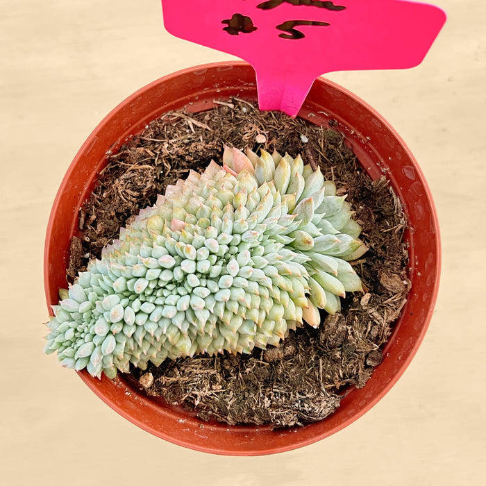 Crested Echeveria 'Chrissy N ryan' (4 inch)