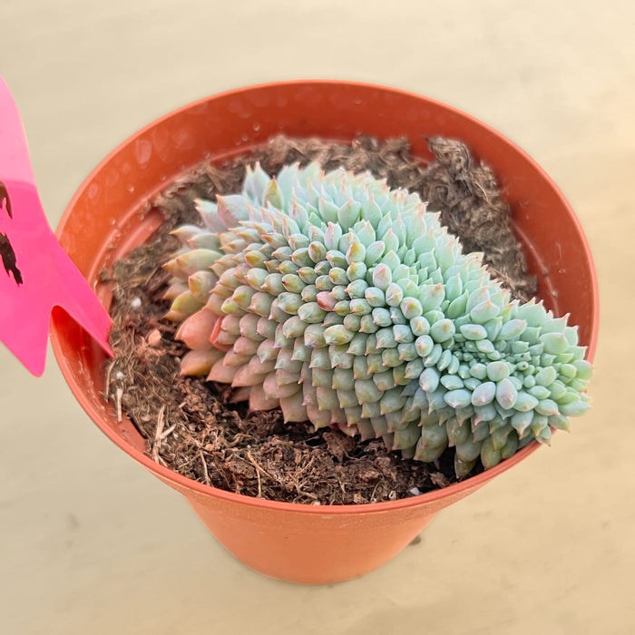 Crested Echeveria 'Chrissy N ryan' (4 inch)