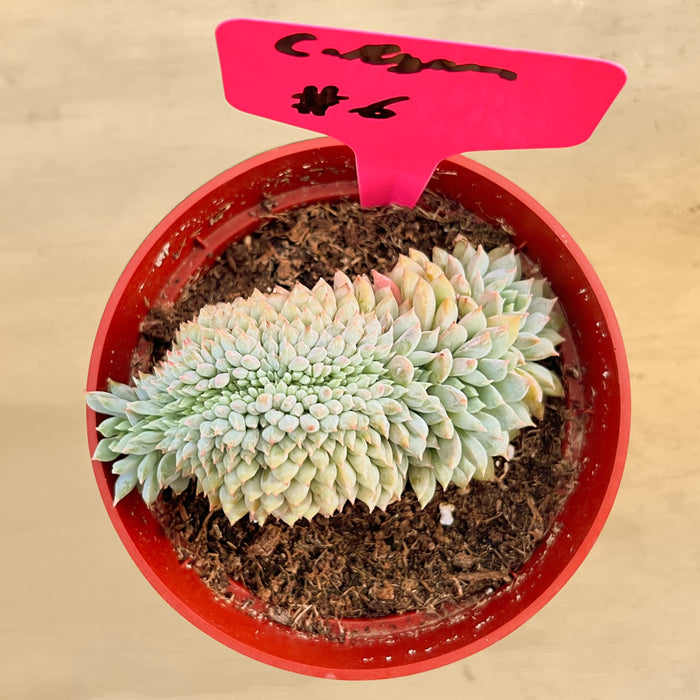 Crested Echeveria 'Chrissy N ryan' (4 inch)