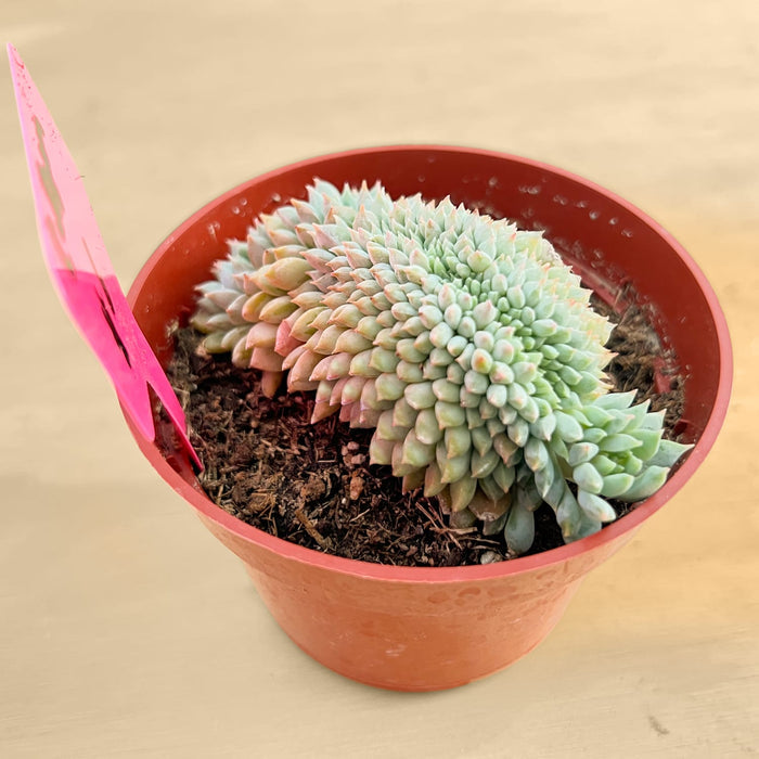 Crested Echeveria 'Chrissy N ryan' (4 inch)