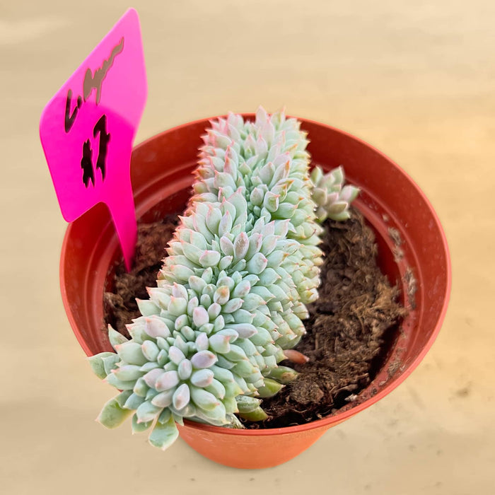 Crested Echeveria 'Chrissy N ryan' (4 inch)