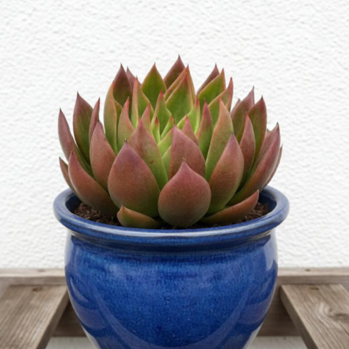 Echeveria Agavoides 'Morgain' (4 inch)